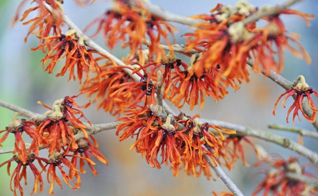 Gartentipp: Der schönste Winterblüher von Gelb über Orange bis Rot