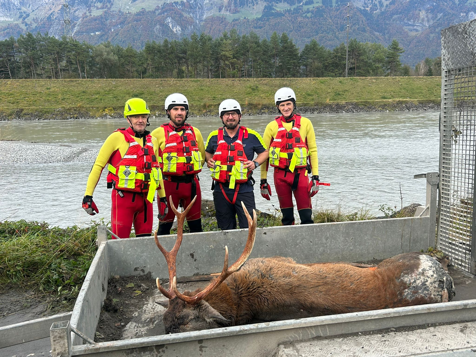 Wasserrettung muss verendeten Hirsch aus dem Rhein bergen