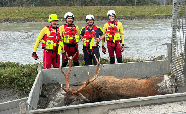 Wasserrettung muss verendeten Hirsch aus dem Rhein bergen