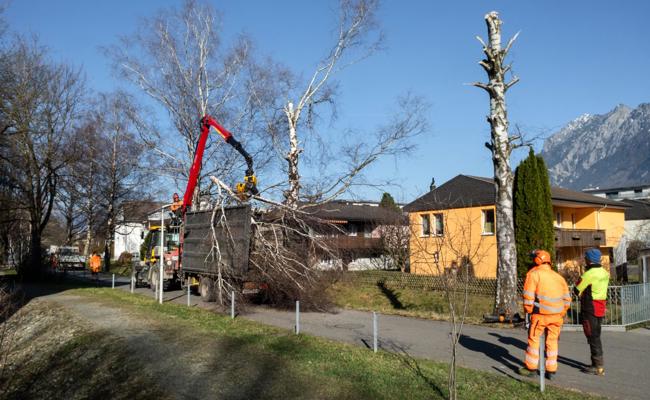 Ein Birkenweg ohne Birken: Bäume aus Sicherheitsgründen gefällt
