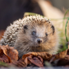 Wegen des Hitzesommers bringen sie zu wenig Gewicht auf die Waage: Ostschweizer Igel brauchen Hilfe