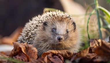 Wegen des Hitzesommers bringen sie zu wenig Gewicht auf die Waage: Ostschweizer Igel brauchen Hilfe