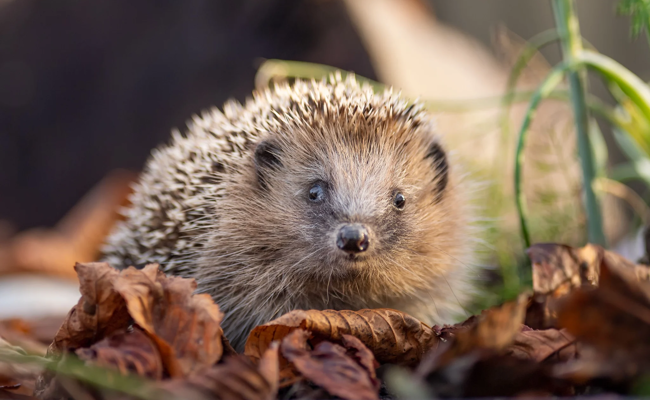 Wegen des Hitzesommers bringen sie zu wenig Gewicht auf die Waage: Ostschweizer Igel brauchen Hilfe