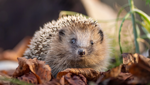 Wegen des Hitzesommers bringen sie zu wenig Gewicht auf die Waage: Ostschweizer Igel brauchen Hilfe