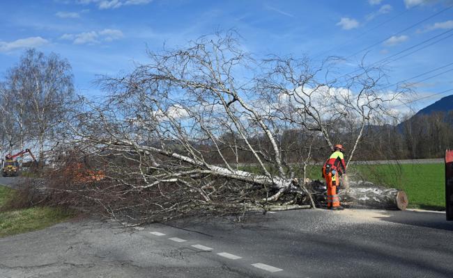 Kahlschlag am Strassenrand: Die einst stolze Allee ist nicht mehr