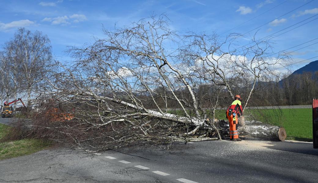 Für jeden gefällten Baum musste die Kantonsstrasse kurzzeitig gesperrt werden.