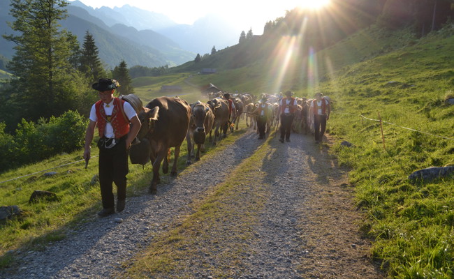 Mit Tracht und Schellen: Familie aus Starkenbach begibt sich auf Alp Selun