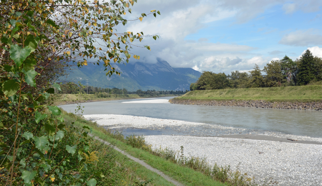 Seltene Pflanzen vs. Bauprojekte: Dilemma am Rheindamm