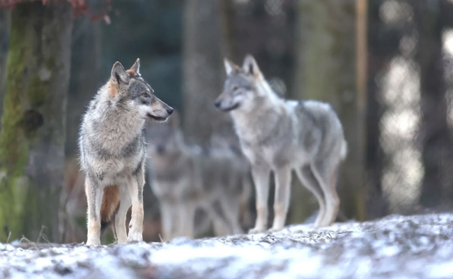 St.Gallen und Gebirgskantone setzen sich durch: Der Wolf soll einfacher gejagt werden können
