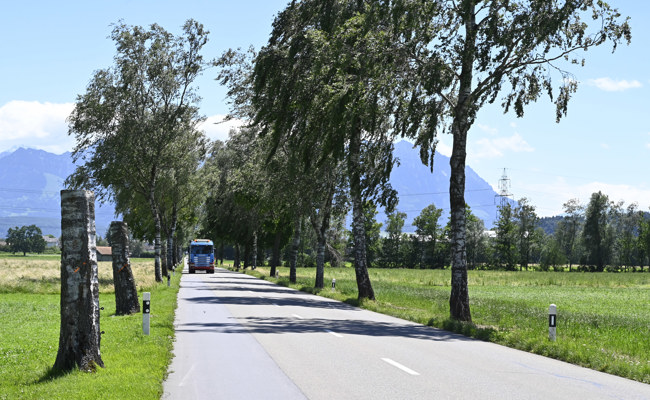 Mehrere Kilometer Allee werden wieder gepflanzt