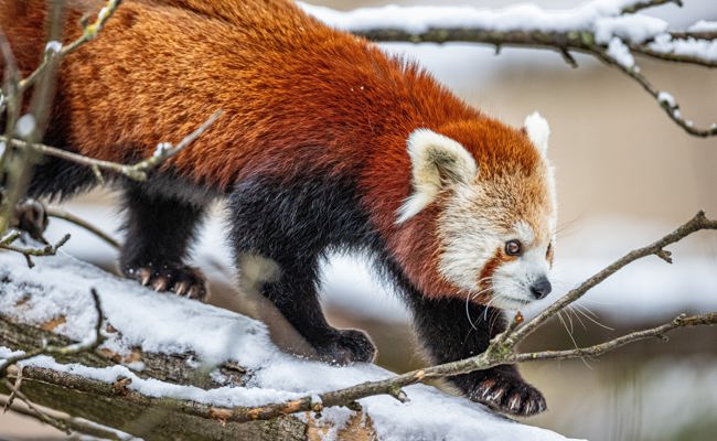 Pandabären ausgebüxt: Suchaktion mit Happy End