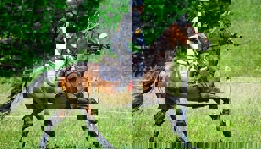 «Das Gelände ist unsere liebste Disziplin»: Sina Schett reitet auf Rang vier im Concours Complet