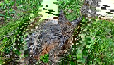 Hochsaison für Rehkitzretter: «Ein Kitz zu retten ist ein gutes Gefühl»