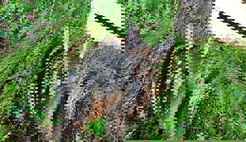 Rehkitze werden an den Rand der Wiese getragen und bis nach dem Mähen mit einem Harass gesichert.