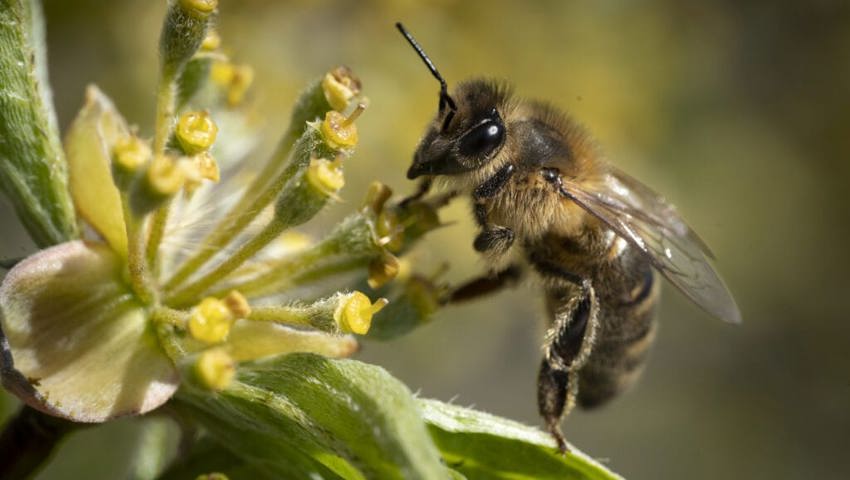  Die Bienenvölker haben unter der Varroamilbe gelitten. 