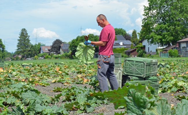 Dürr warnt: Noch so ein Jahr und der Rhabarber ist verloren