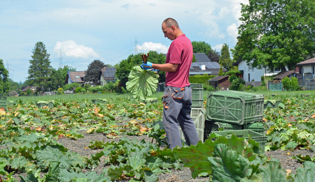 Retten, was zu retten ist. Ein Arbeiter der Conorti AG bei der Ernte in Haag.