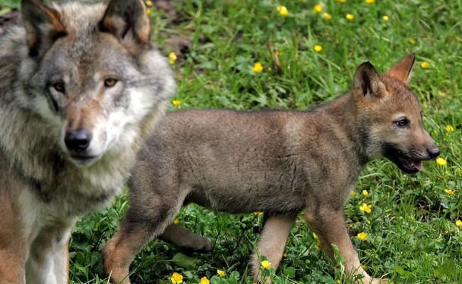 Der Jungwolf aus dem Gamserrugg-Rudel ist abgeschossen worden