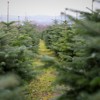 «Manche kaufen vor Weihnachten einen zweiten Baum» – Ostschweizer Christbaumverkäufer starten immer früher in die Saison