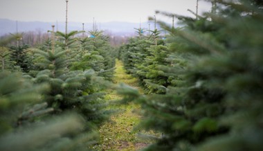 «Manche kaufen vor Weihnachten einen zweiten Baum» – Ostschweizer Christbaumverkäufer starten immer früher in die Saison