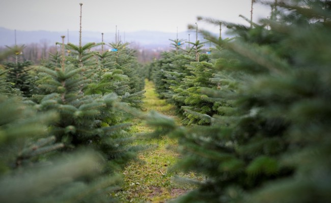 «Manche kaufen vor Weihnachten einen zweiten Baum» – Ostschweizer Christbaumverkäufer starten immer früher in die Saison