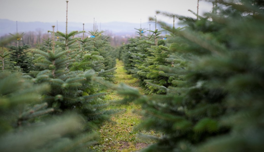 «Manche kaufen vor Weihnachten einen zweiten Baum» – Ostschweizer Christbaumverkäufer starten immer früher in die Saison
