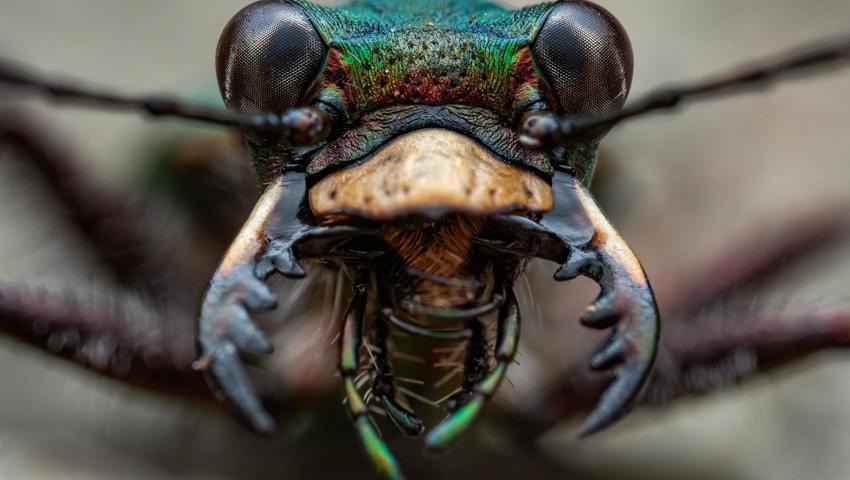Makroaufnahmen aus der Tierwelt faszinieren.