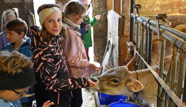 Verstehen Kühe unsere Sprache? Neugierde auf dem Bauernhof