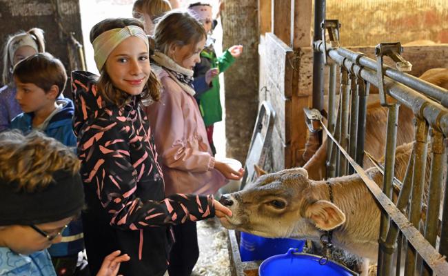 Verstehen Kühe unsere Sprache? Neugierde auf dem Bauernhof