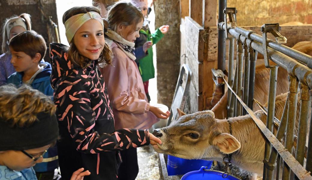 Verstehen Kühe unsere Sprache? Neugierde auf dem Bauernhof