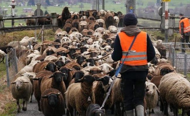 Mit etwa 500 Tieren: Brauner Wollteppich durchkämmt das W&O-Gebiet