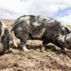 Trotz Fotos: Warum das Gericht einen Schweinehalter freisprach
