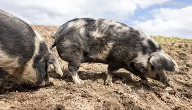 Trotz Fotos: Warum das Gericht einen Schweinehalter freisprach