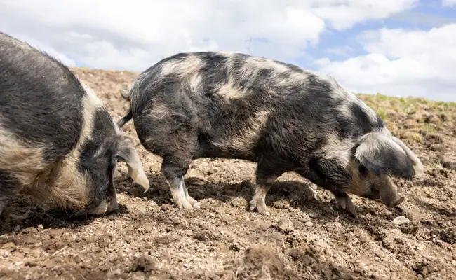 Trotz Fotos: Warum das Gericht einen Schweinehalter freisprach