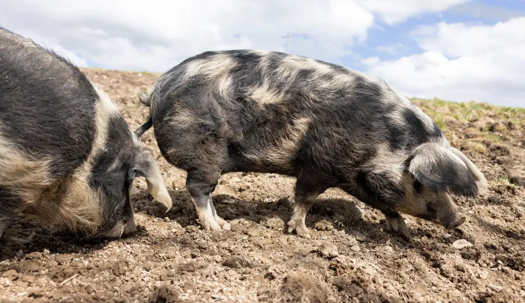Die Turopolje-Schweine stammen vom ausgestorbenen Šiška-Schwein ab, einem Nachfahren des mitteleuropäischen Wildschweins.
