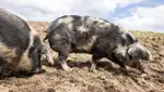 Trotz Fotos: Warum das Gericht einen Schweinehalter freisprach