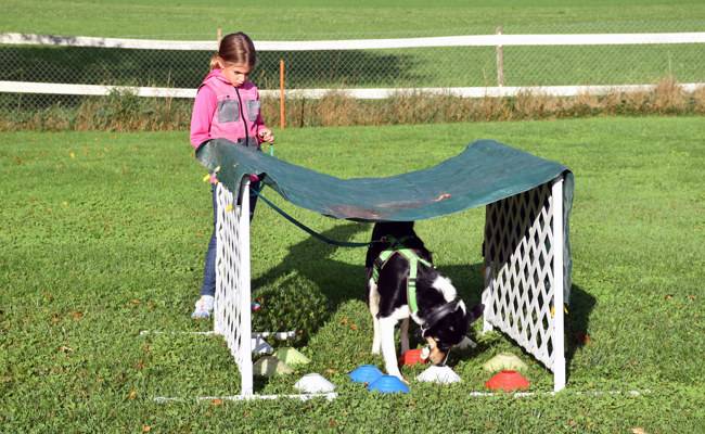 Immer der Nase nach – Ferienspass für den Hund