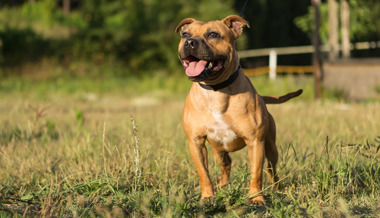 Pitbull griff eine Frau an – der Hundehalter machte sich davon