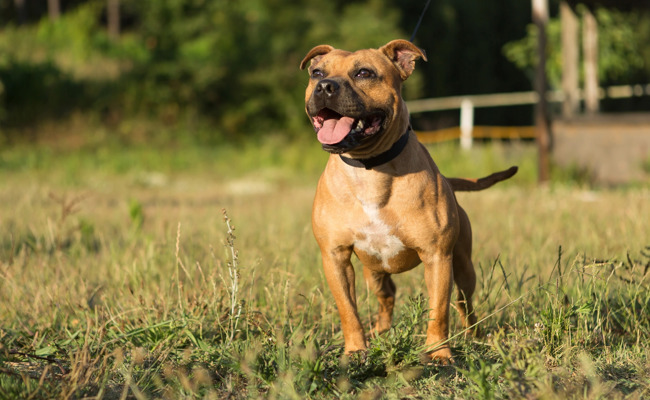 Pitbull griff eine Frau an – der Hundehalter machte sich davon