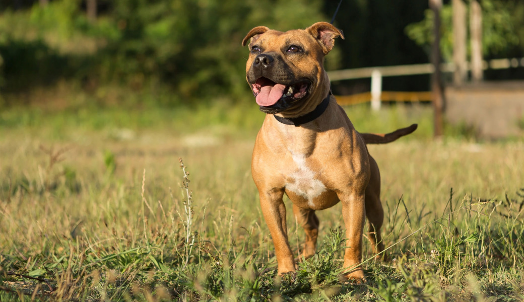 Pitbull griff eine Frau an – der Hundehalter machte sich davon