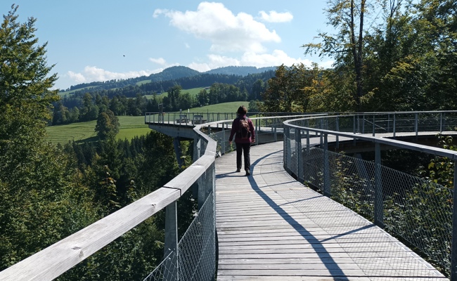 Ausflugstipp: Umweltbildung in den Baumwipfeln