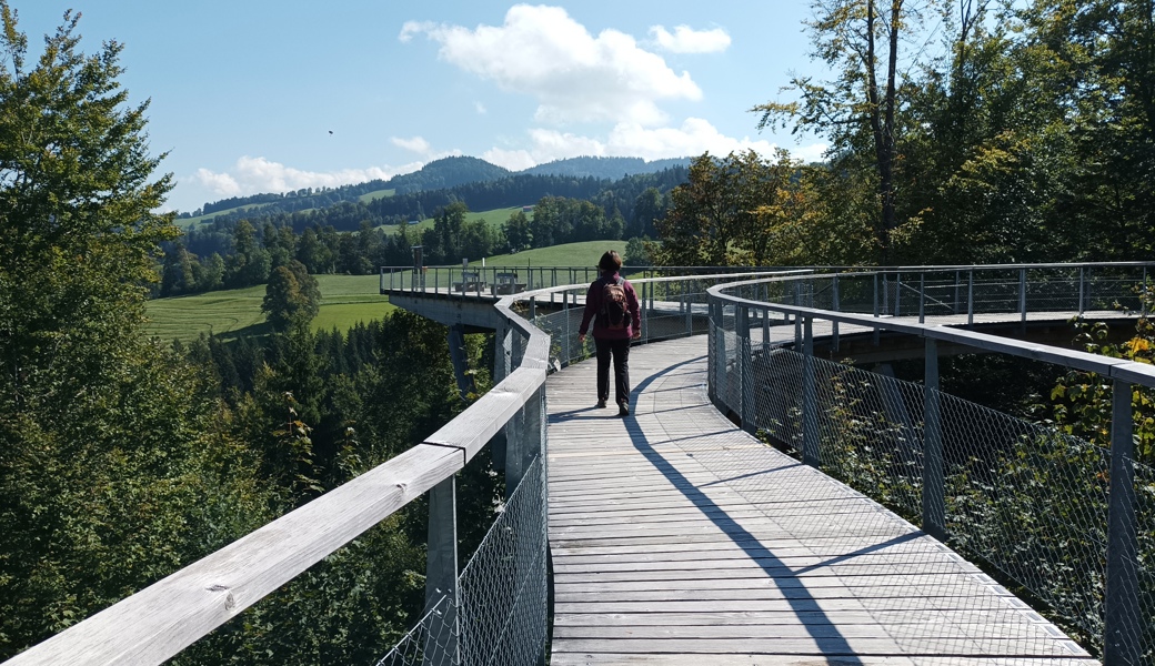 Der hölzerne Parcours schlängelt sich mit einer Länge von 500 Metern in luftiger Höhe durch die Baumwipfel.