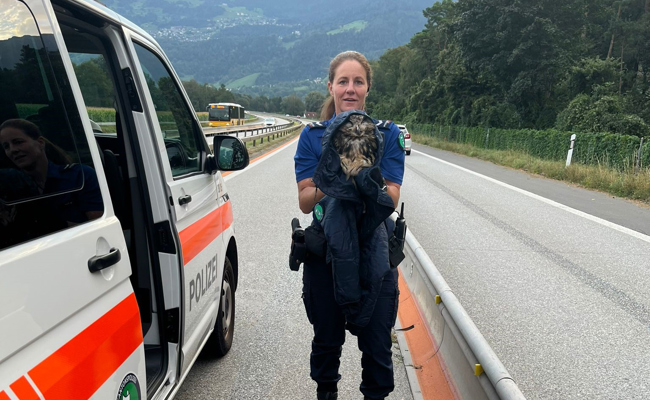 Polizei rettet Uhu vom Überholstreifen der A13
