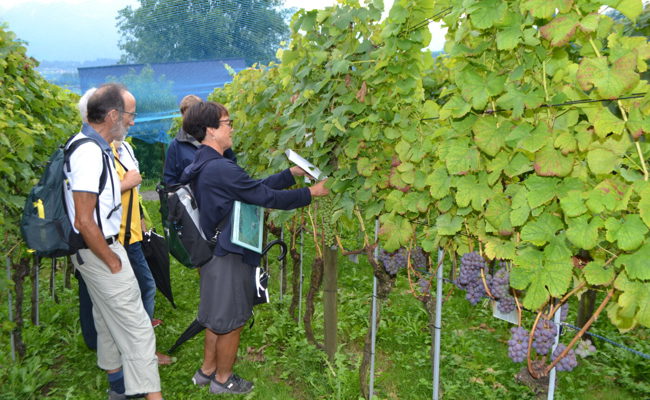 Besonderheiten und Raritäten: In die Welt der Traubensorten eingetaucht