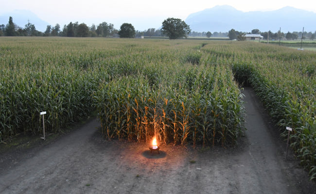 Abenteuer für alle: Vierte Mais-Labyrinth-Saison startet am Freitag