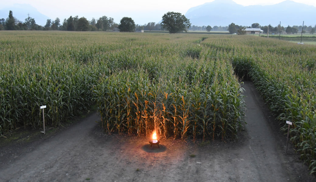 Vom Aussichtsturm aus überblickt man die gesamte, 3,5 Hektar grosse Fläche des Labyrinths.