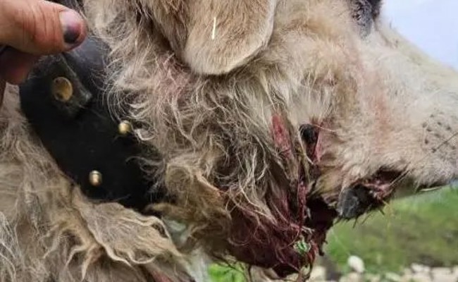 Nach 30 Schafsrissen: Nun greift das Wolfspaar in Flums auch einen Herdenschutzhund an