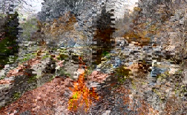 Die Regierung hebt das bedingte Feuerverbot im Freien ab sofort wieder auf