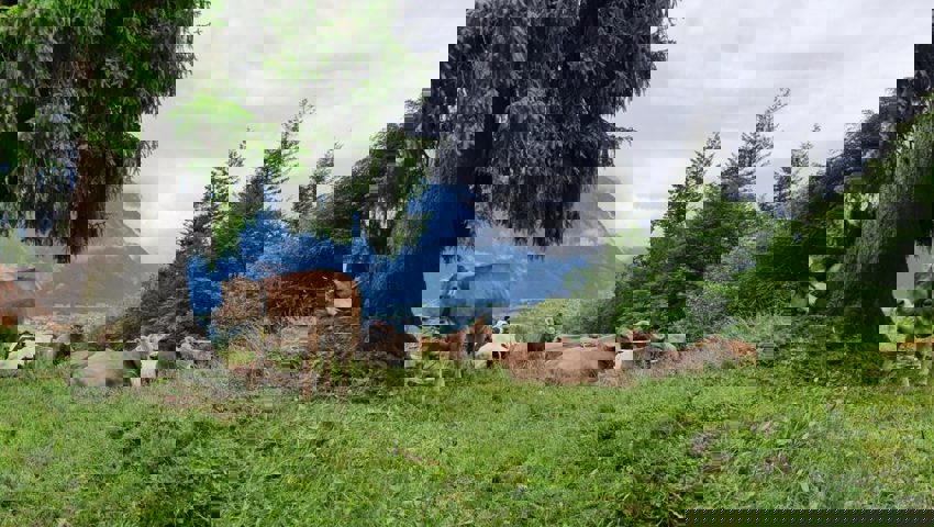  Der Schnee in den oberen Lagen ist weitgehend weggeschmolzen. Das Vieh freut sich auf den Alpsommer. 