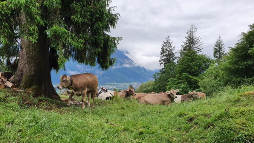 Der Schnee in den oberen Lagen ist weitgehend weggeschmolzen. Das Vieh freut sich auf den Alpsommer. Der Schnee in den oberen Lagen ist weitgehend weggeschmolzen. Das Vieh freut sich auf den Alpsommer.